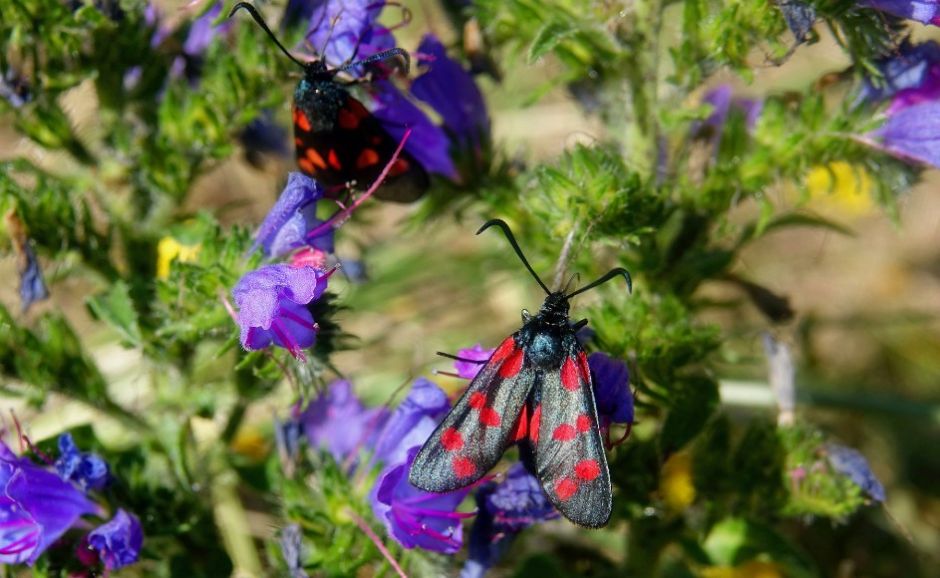 Image of moths on a plant.