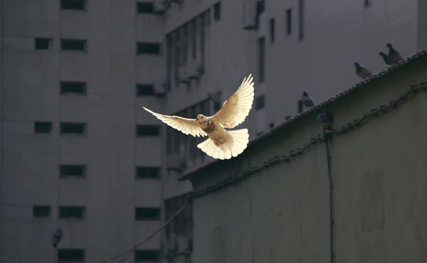 An image of a white dove flying in an urban setting