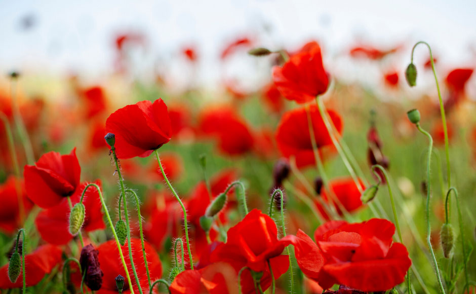 A prayer from the Moderator for Remembrance Sunday | The Church of Scotland