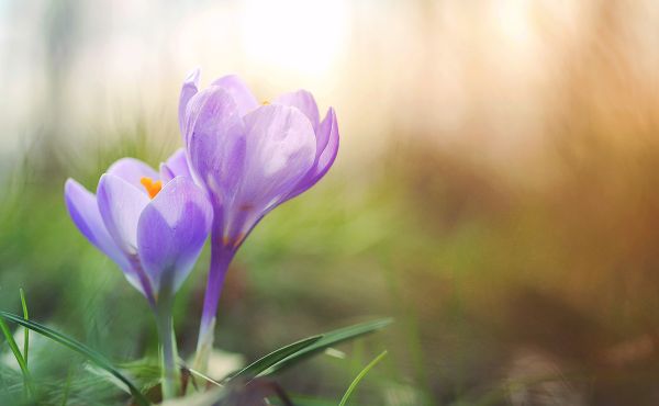 purple crocus 