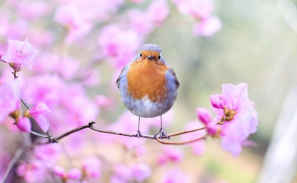 Robin in cherry blossom