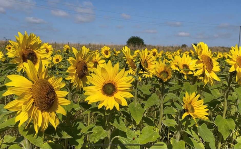 Sunflowers 