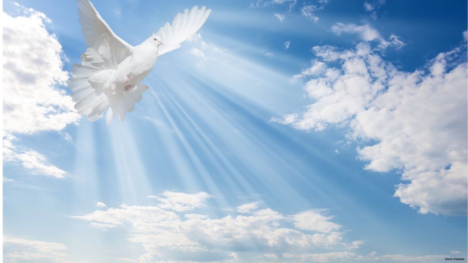 dove of peace