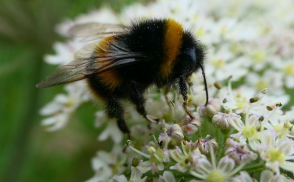 A bee on a flower