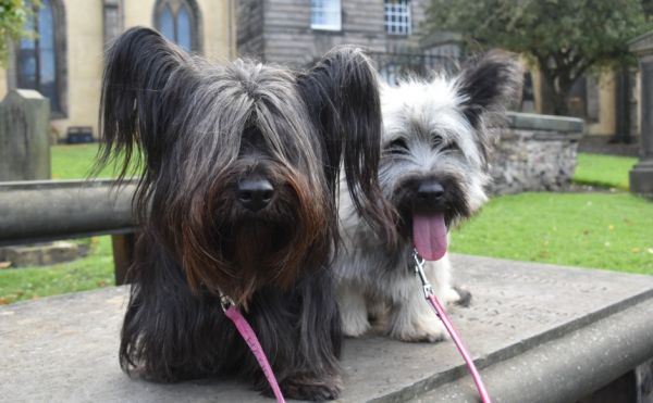 Two Skye terriers in Greyfriars Kirkyard
